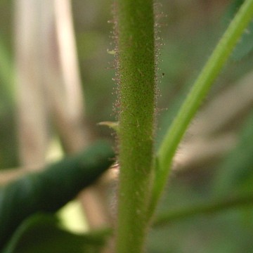 オオバライチゴ　茎の腺毛