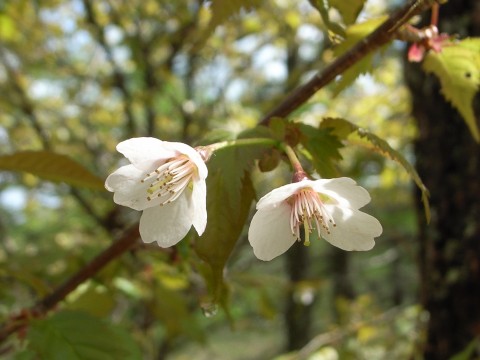 タカネザクラ　花