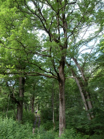 クロビイタヤ　樹形